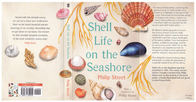 Shell-life-on-the-seashore-watercolour-shell--book-cover-illustrations