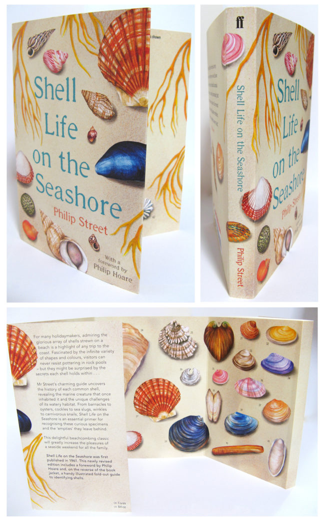 Shell-life-on-the-seashore watercolour shell book illustration