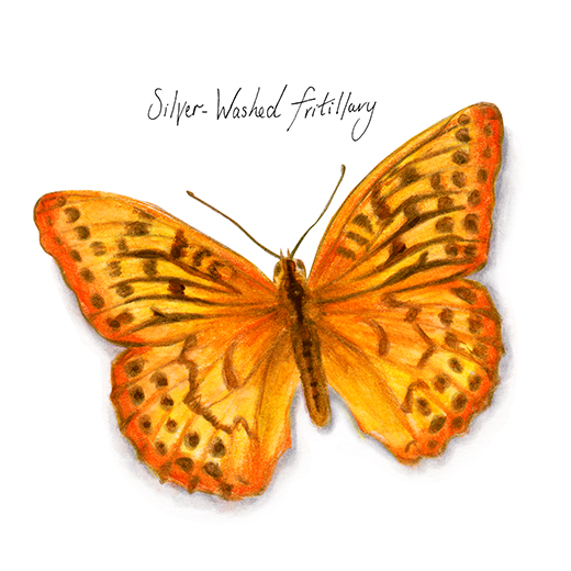 Sliver-washed Fritillary Butterfly watercolour illustration. Wild life gardening