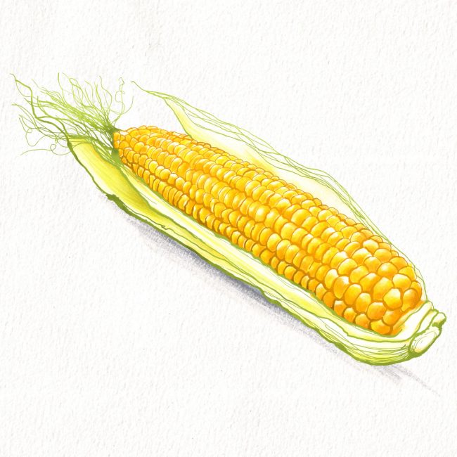 Food-illustration-corn-on-the-cob