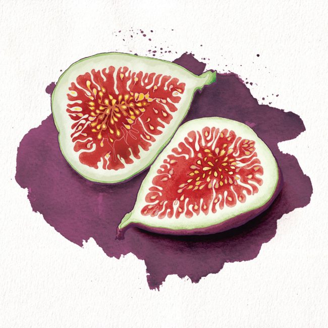 Food-illustration-figs-healthy-eating-fruit