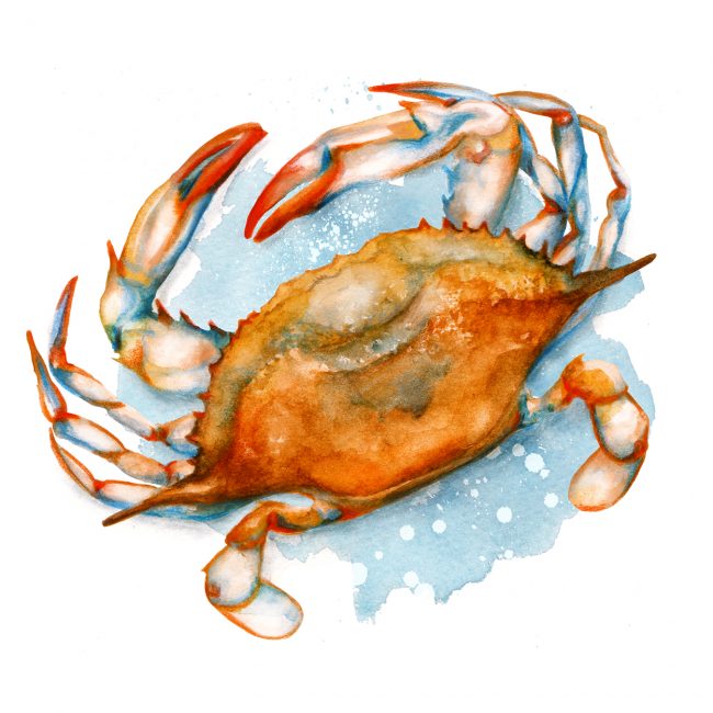 Food-illustration-watercolour-soft-shell-crab blue crab seafood illustration