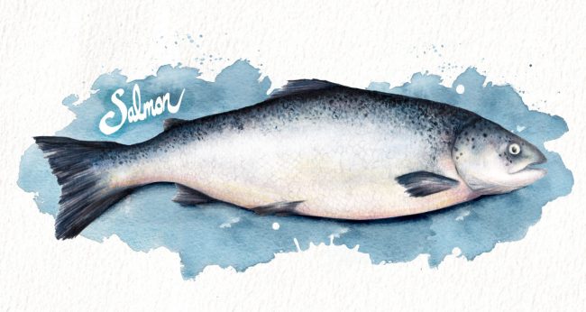 Food-illustration-wild-salmon-fresh-fish