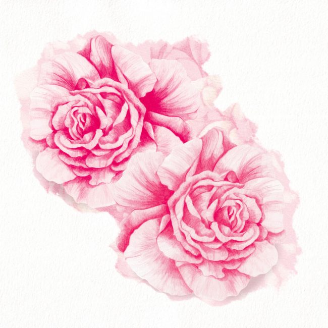 Nature-illustration-roses-botanical-flowers-garden