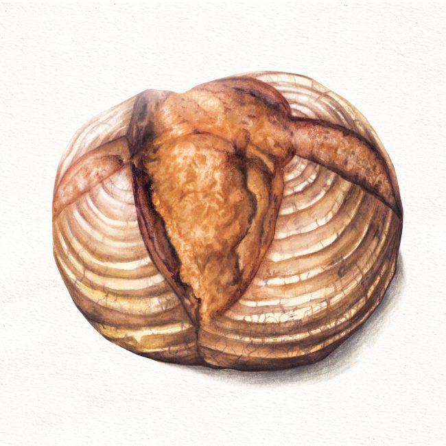 food-illustration-artisan-bread-baking