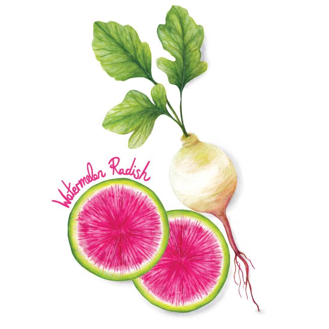 food-illustration-watermelon-radish-healthy-eating-lifestyle-raw-plant-based-diet