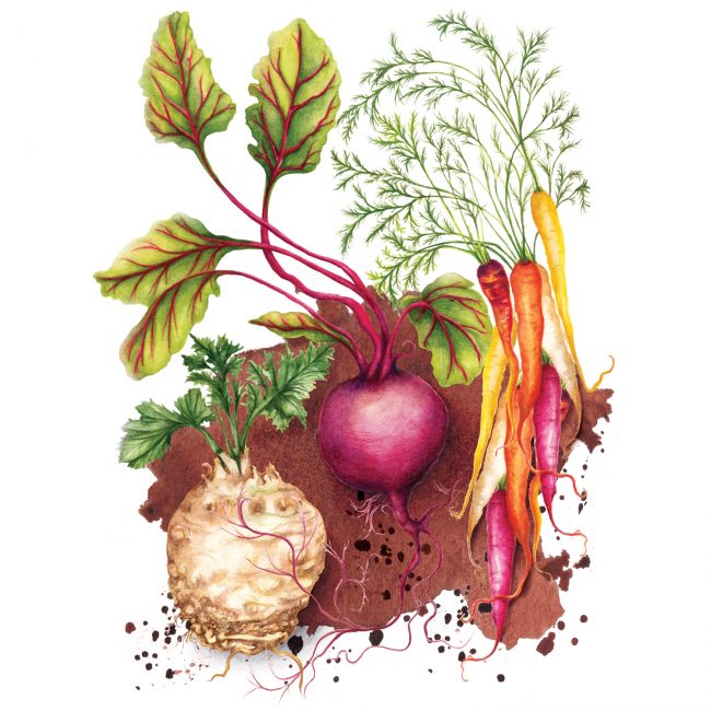 food-illustration-root-vegetables-healthy-eating plant based diet nutrition food is medicine