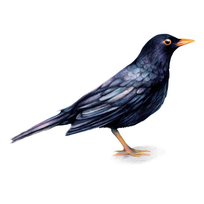Watercolour bird illustration-blackbird-british-birds-wildlife animal art