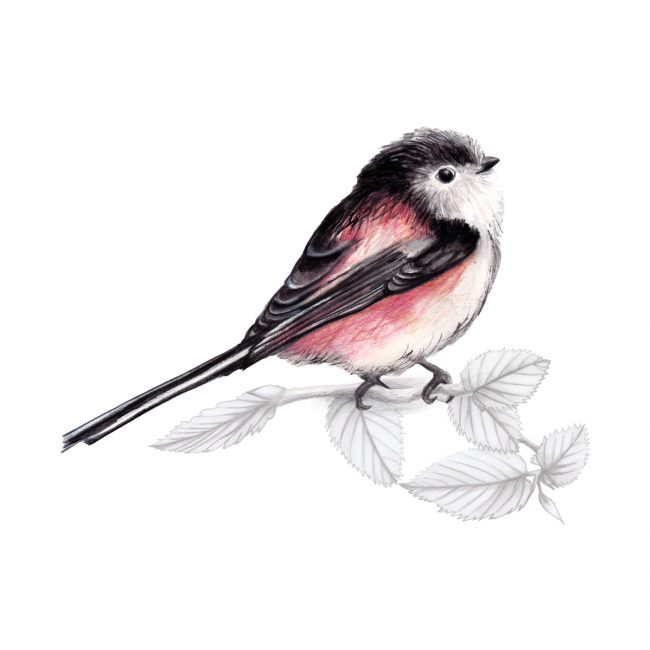 Watercolour bird illustration-long-tailed-tit-british-birds-wildlife animal art