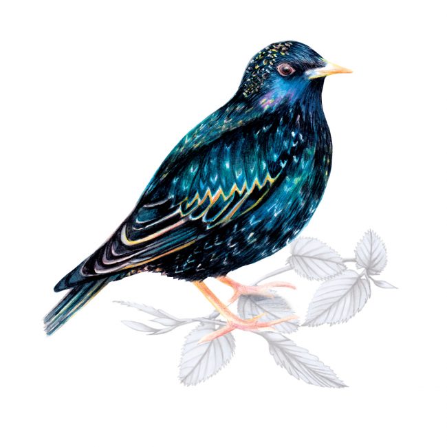Watercolour bird illustration-starling-british-birds-wildlife animal art