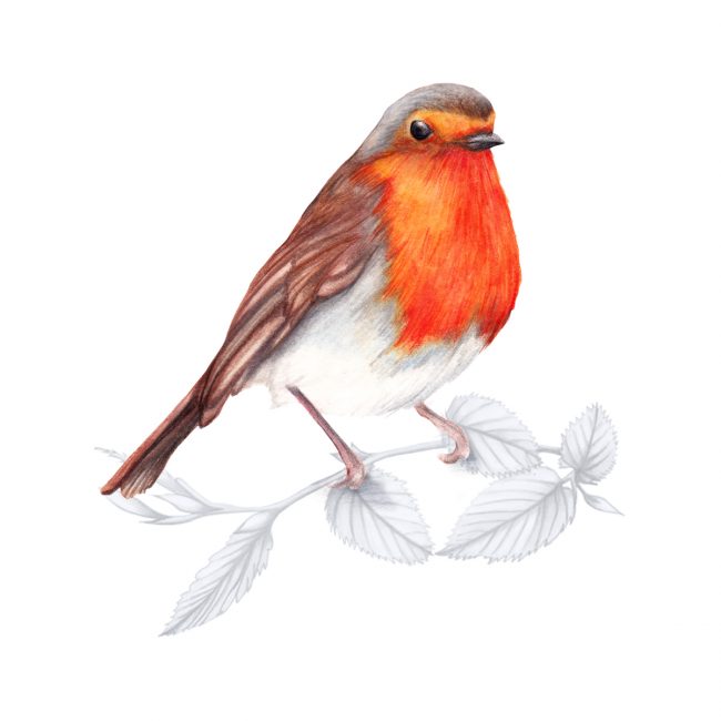 watercolour bird-illustration animal art-robin-british-birds-wildlife