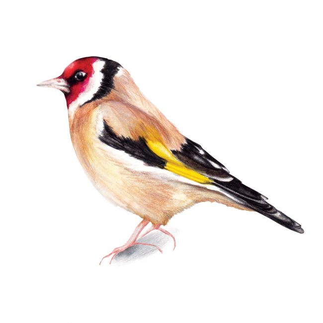 Watercolour bird illustration goldfinch