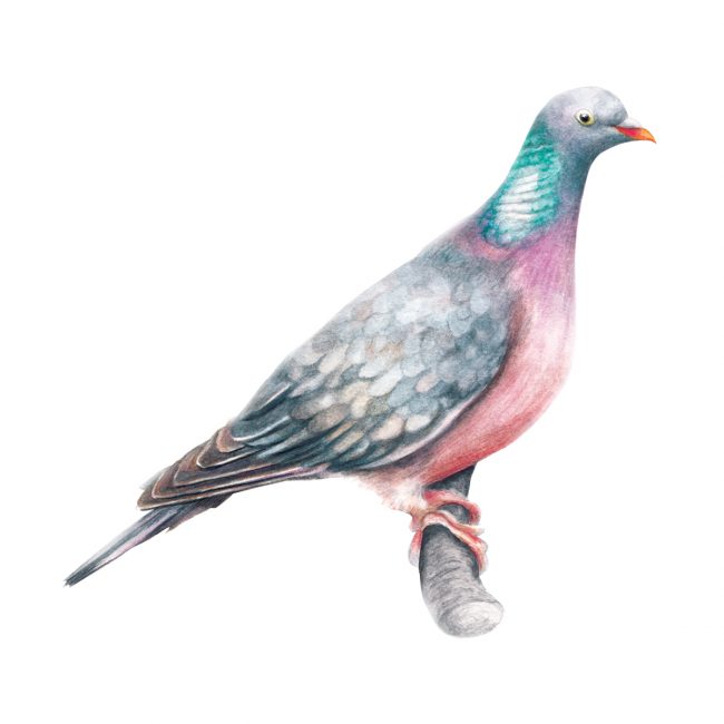 Watercolour bird illustration pigeon