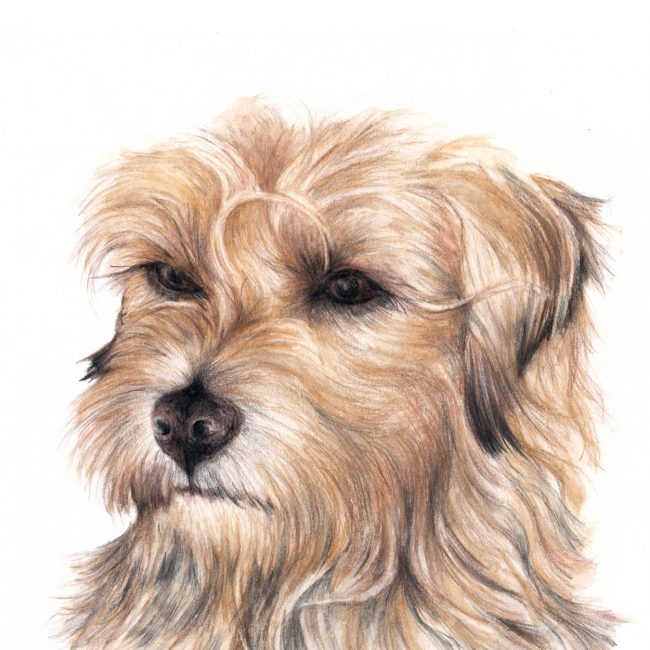 Border Terrier dog watercolour illustration dog art