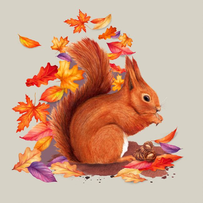 Red squirrel watercolour illustration British wildlife autumn leaves animal art