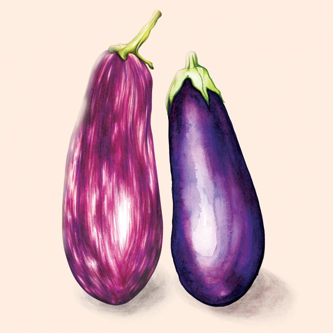 watercolour-food-illustration-aubergine-eggplant-vegetables-healthy-eating