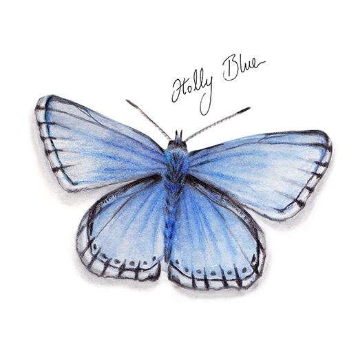 Holly Blue Butterfly watercolour illustration. Wild life gardening
