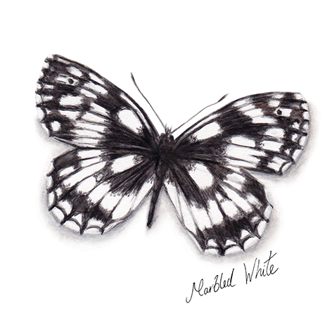 Marbled White Butterfly watercolour illustration. Wild life gardening