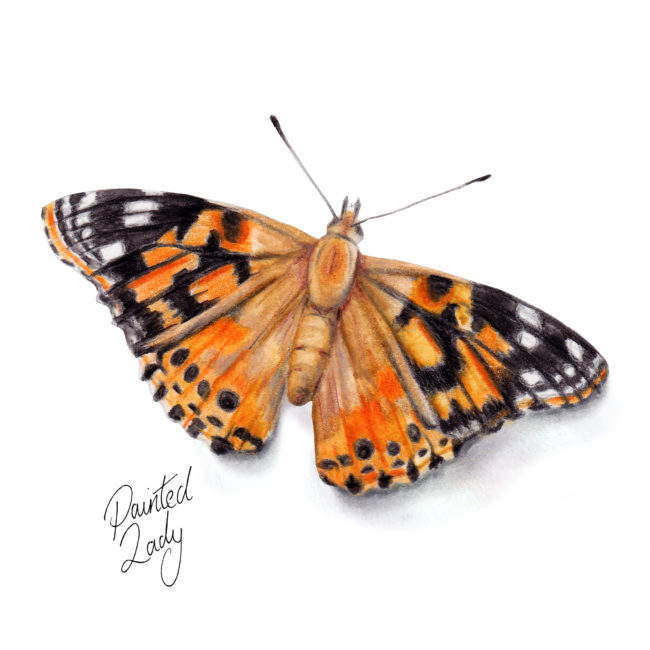 Painted-Lady-Butterfly-watercolour-illustration wildlife nature. Wild life gardening