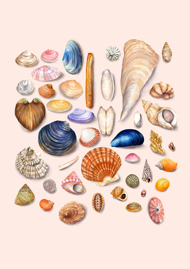 nature illustration watercolour shell collection