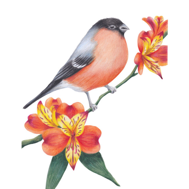 Wild Bird illustration coloured pencil Bullfinch British garden birds watercolour