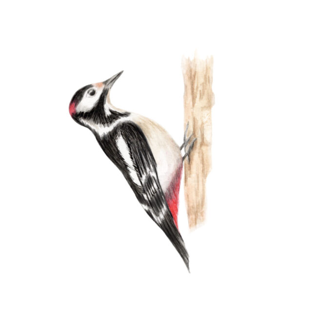 British Bird watercolour illustration of a woodpecker