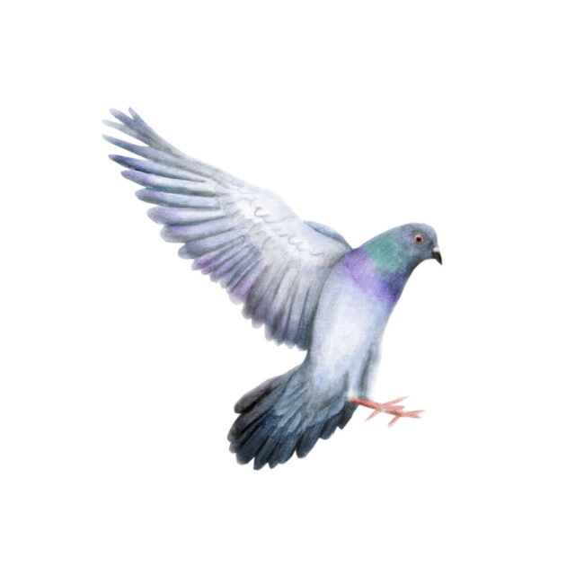 British Bird watercolour illustration of flying pigeon