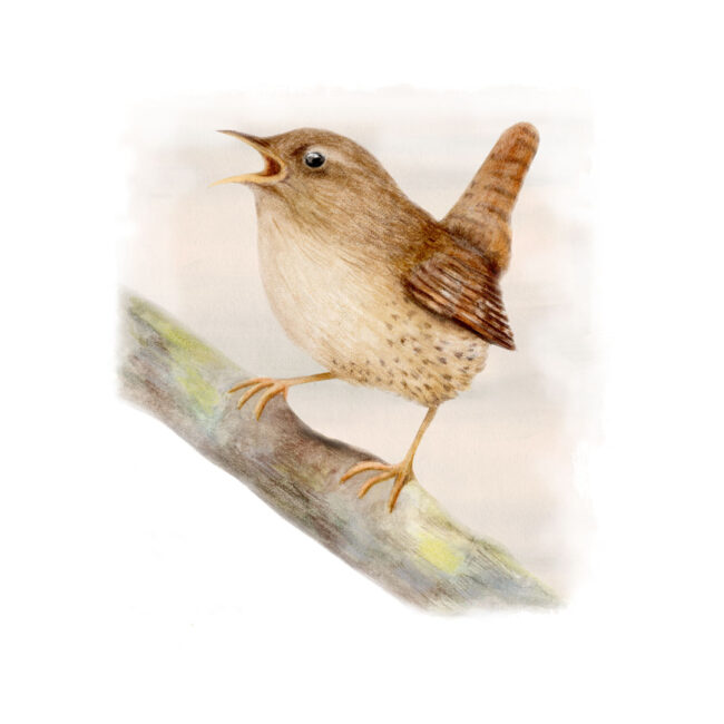 British Wren Bird watercolour illustration