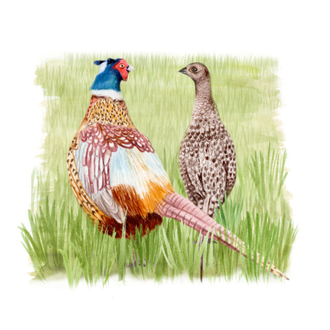 Watercolour-Animal-illustration--Pheasants