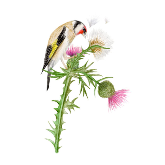 Watercolour-illustration-of-Goldfinch-eating-thistledown