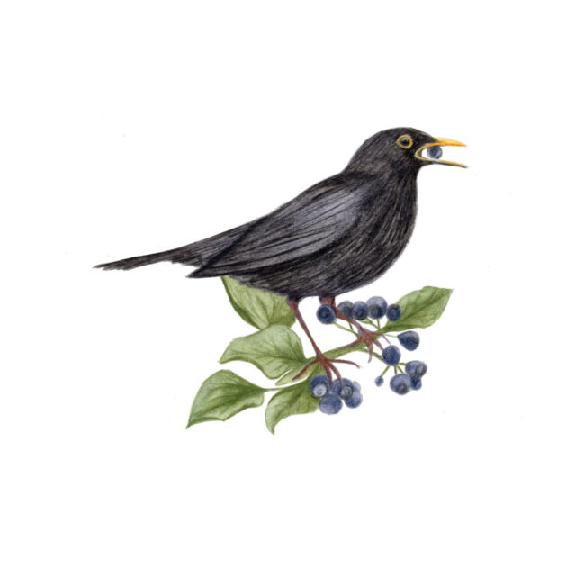 watercolour-blackbird-on-ivy-leaves-eating-ivy-berries