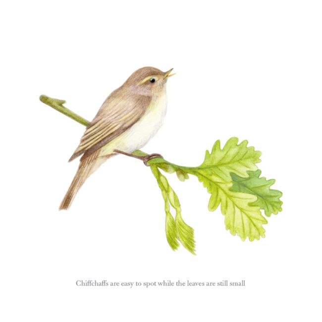 watercolour illustration of chiffchaff on new oak leaves