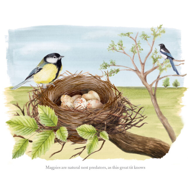 watercolour illustration of Great Tit's nest with eggs in