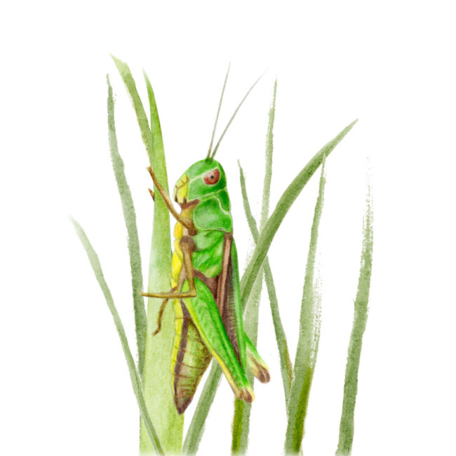 watercolour illustration grasshopper-in-long-grass