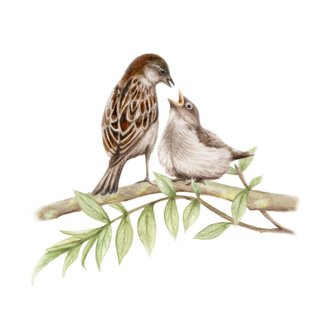 watercolour illustration-mother-sparrow-feeding-baby-sparrow