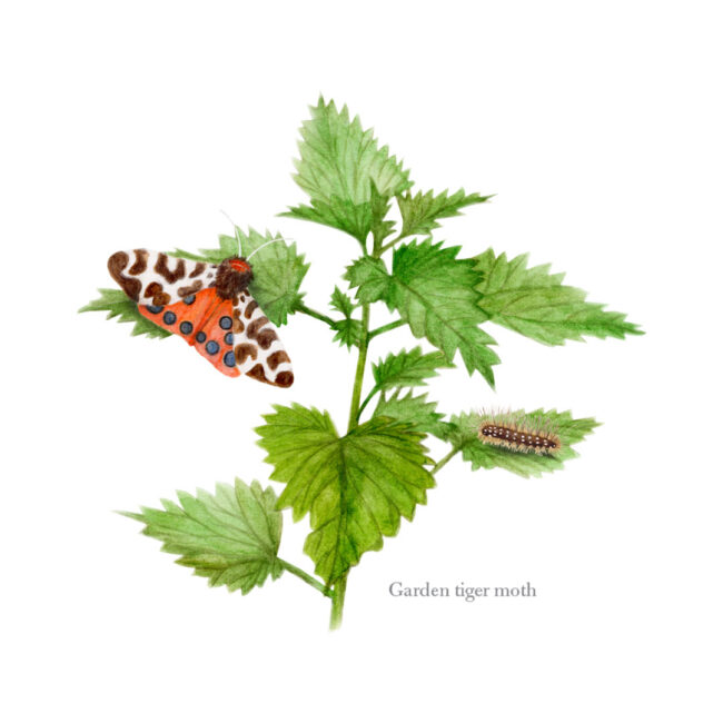 watercolour illustration of Garden Tiger Moth on nettles