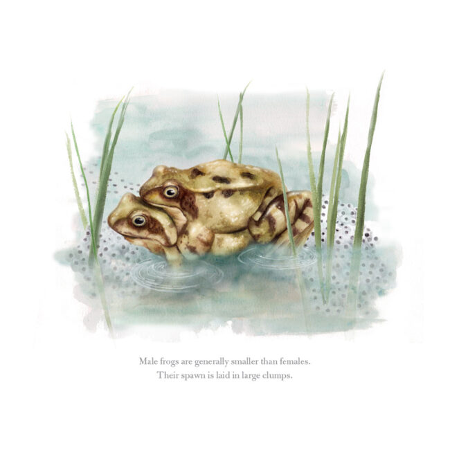 watercolour illustration of frogs mating in a pond