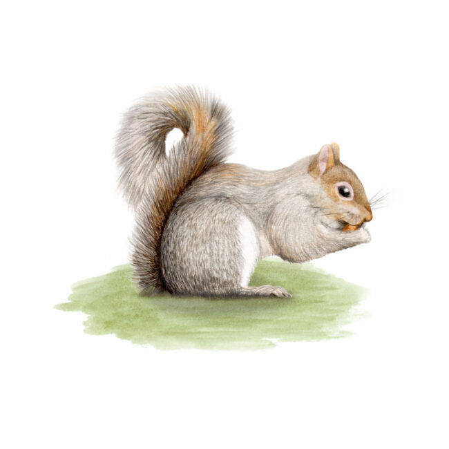 watercolour illustration of grey squirrel eating a nut