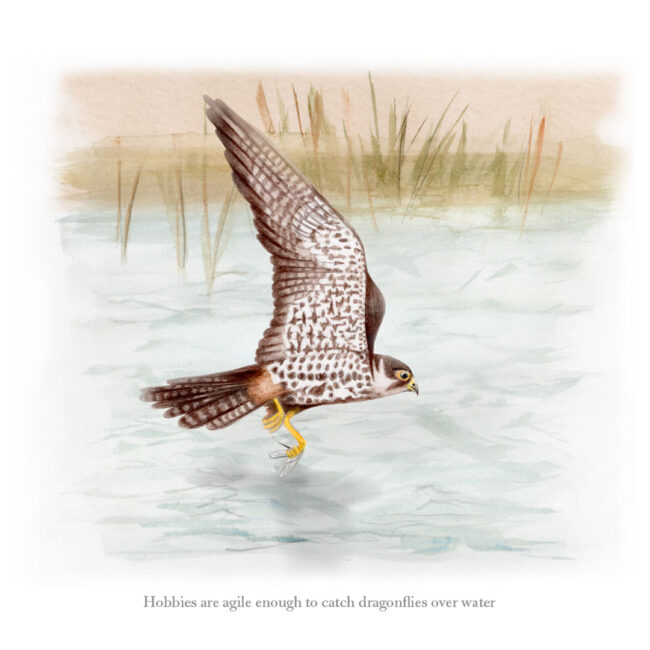 Watercolour illustration of hobby bird catching dragonfly over water