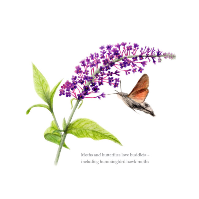 watercolour illustration of hummingbird hawkmoth on buddleia