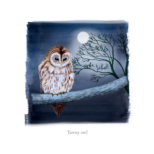 watercolour-illustration-of-tawny-owl-moonlit-night