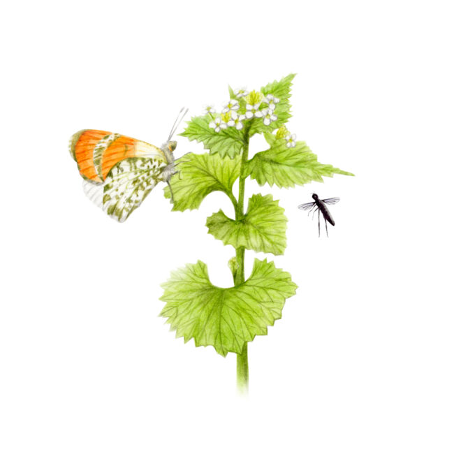 watercolour illustration of orange tip butterfly on garlic mustard with a st marks fly