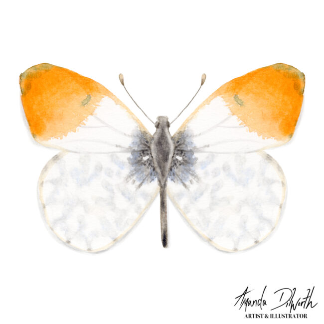 hand painted watercolour illustration orange tip butterfly