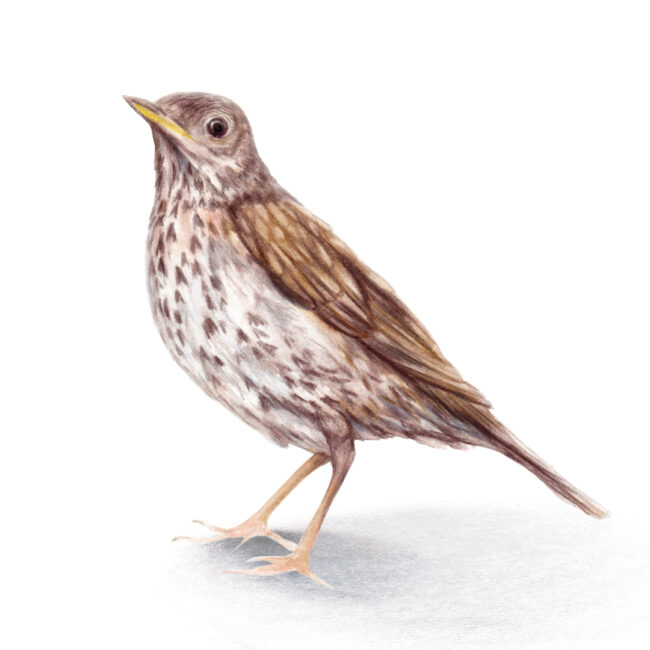 watercolour bird illustration Song Thrush