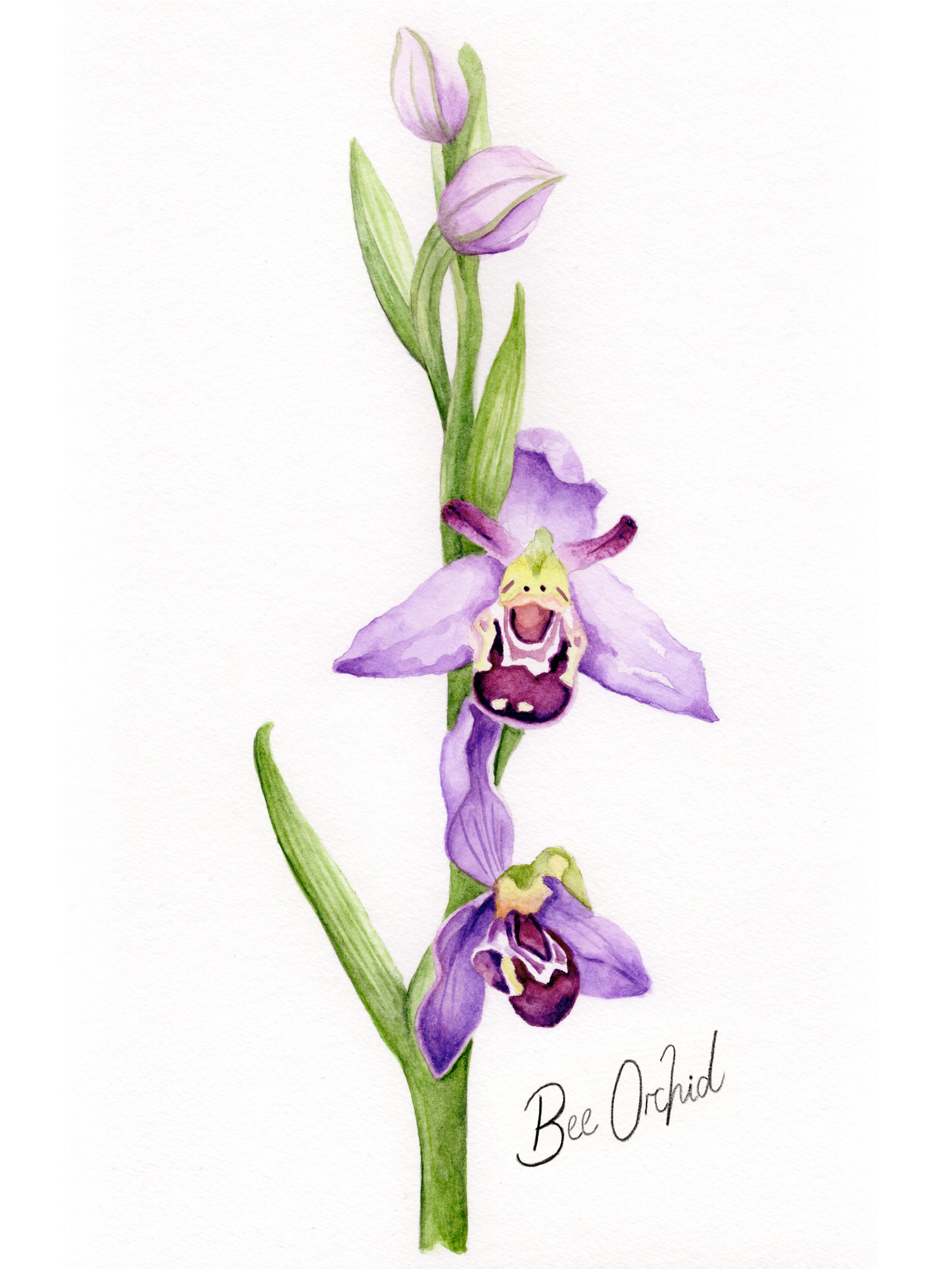 Hand-painted watercolour botanical illustration - wild flower-Bee Orchid