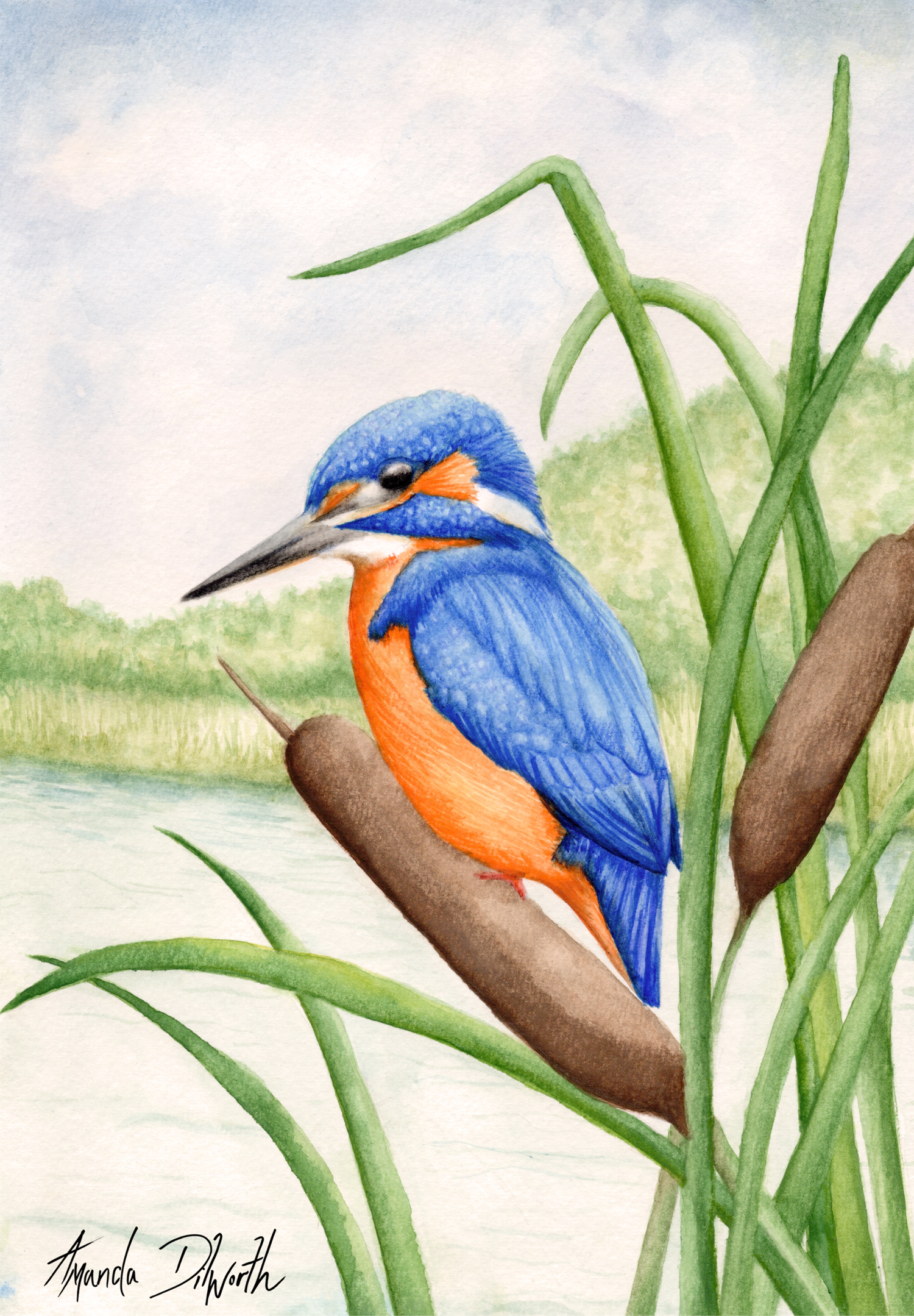 Kingfisher River Scene Hand painted Watercolour illustration