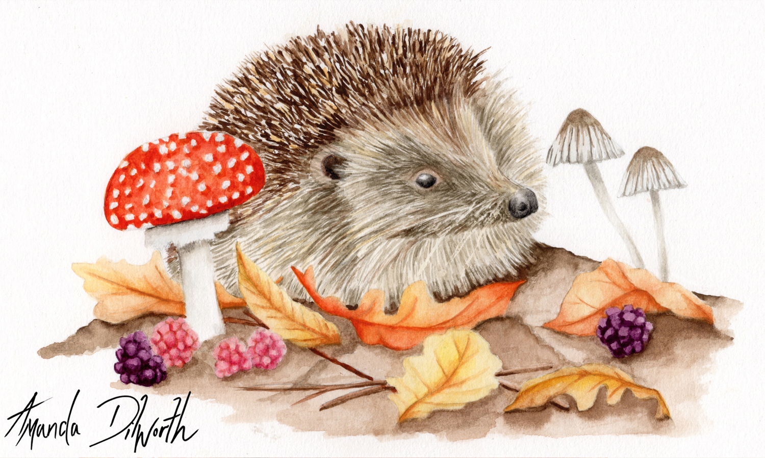 watercolour animal illustration hedgehog autumn